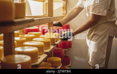 Ein Landwirt überschlägt Käseköpfe auf Holzregalen im Käsereilager. Das Konzept der Herstellung von europäischen Käse- und Milchprodukten Stockfoto