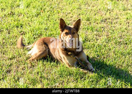 Ein braun-weißer australischer Kelpie, der mit einem Stock spielt Stockfoto