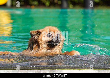 Der pommersche Hund schwimmend im grünen Pool am Nachmittag mit Wasserspritzern. Stockfoto