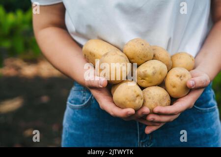 Beschnittenes Bild von Händen einer kaukasischen Farmerin, die an einem sonnigen Tag Kartoffeln hält. Frühe Frühlingsvorbereitungen für die Gartensaison. Saatkartoffeln. Stockfoto