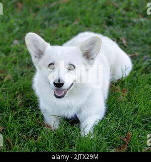 2-jähriger Pembroke White Corgi Welpe, der auf Gras liegt und die Kamera anschaut. Hundepark an der Leine in Nordkalifornien. Stockfoto