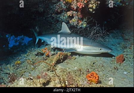 Grauer Riffhai (Carcharhinus amblyrhynchos), unter einem Riffüberhang, Malediven, Indischer Ozean, Asien Stockfoto