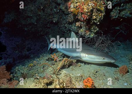 Grauer Riffhai (Carcharhinus amblyrhynchos), unter einem Riffüberhang, Malediven, Indischer Ozean, Asien Stockfoto