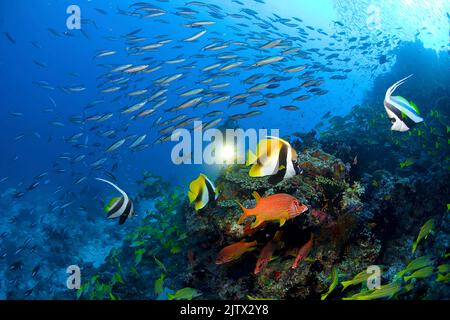 Tauchen Sie in einem maledivischen Korallenriff mit farbenfrohen Korallenfischen, Malediven, Indischer Ozean, Asien Stockfoto