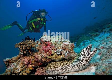 Taucher beobachtet eine Honigwabenmoräne (Gymnothorax favagineus) in einem Korallenriff, auf den Malediven, im Indischen Ozean und in Asien Stockfoto