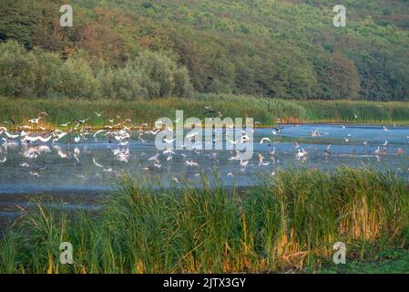 Flock Moldawien, Sommer Hobbledehoy Weißstorch-Vogel Europäischer Storch, der durch Überschwemmungen auf der Suche nach Nahrung (Ciconia ciconia) fliegend Schwarzer See watend ist Stockfoto