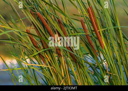 Sumpfzangen Typha angustifolia breitblättrige braune Blüten. Papyrus wachsen im Wasser Stockfoto