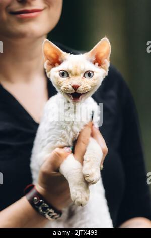 Gehorsam Devon Rex Katze Mit Weißem Pelz Farbe Miaut, Während Auf Den Händen Sitzen. Neugierig Verspielt Lustig Hübsch Schön Devon Rex Katze Blick Auf Kamera. Katzen Stockfoto