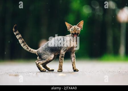 Lustig Hübsch Schön Neugierig Verspielt Devon Rex Katze Blick Auf Kamera. Devon Rex Katze Mit Dunkelbraunen Tabby Pelz Farbe Auf Gehweg Unter Regen. Grüne Augen Stockfoto