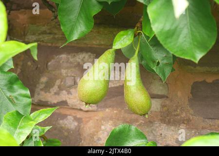 Zwei Birnen wachsen auf einem espalier trainierten Baum an einer Wand in einem Garten, Herefordshire, England Stockfoto