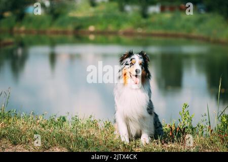 Lustiger Australischer Schäferhund In Rot Und Weiß, Der In Der Nähe Des Sees Sitzt. Aussie ist Eine mittelgroße Hunderasse, die auf Ranches im Westen entwickelt wurde Stockfoto
