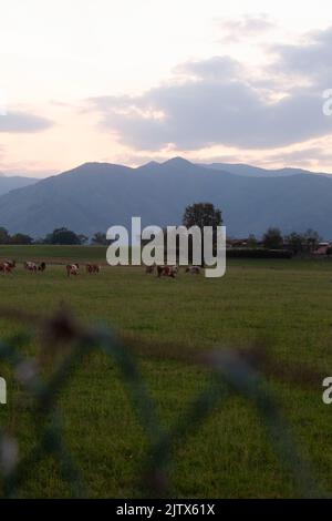 Die Kühe grasen auf einer grünen Wiese neben einem Dorf. Es ist Dämmerung, die Berge sind imposant und dunkel. Stockfoto