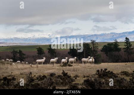 Neu geschorene Schafe grasen mit schneebedeckten Bergen in der Ferne, Central Otago. Stockfoto