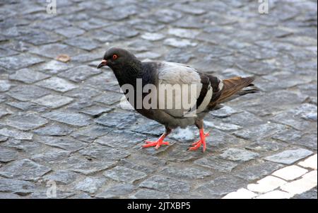 Graue und schwarze Straßentaube, die auf Kopfsteinpflaster läuft, Nahaufnahme, Ponta Delgada, Sao Miguel, Azoren, Portugal Stockfoto