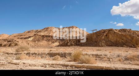 Acacia tortills mit einem Regenschirmdorn auf einer Klippe über dem trockenen Nekarot-Bachbett, die im Vordergrund verschiedene Hochwasserpegel und blauen Himmel zeigt Stockfoto