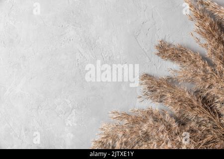 Trockenes Rohrreben oder Pampagras auf grauem Betongrund. Herbstkomposition. Flach liegend. Draufsicht mit Kopierbereich Stockfoto