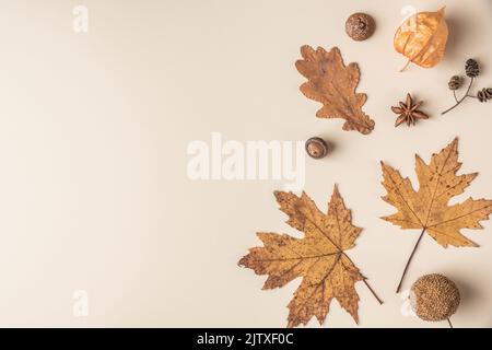 Herbstkomposition aus trockenen Blättern, Blüten, Eichel, Tannenzapfen, Anisstern auf beigem Hintergrund. Flach liegend, Draufsicht mit Kopierplatz Stockfoto