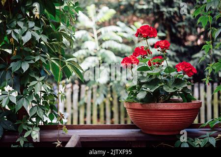 Wie man Geranien, Pelargonien anbauen kann. Gartenarbeit. Rote Pelargonien blühen im Garten. Stockfoto