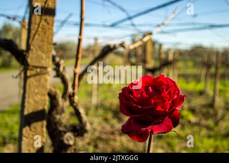 Wilde Rose, geboren neben einer Rebe, auf dem Land in den Abruzzen in Italien Stockfoto