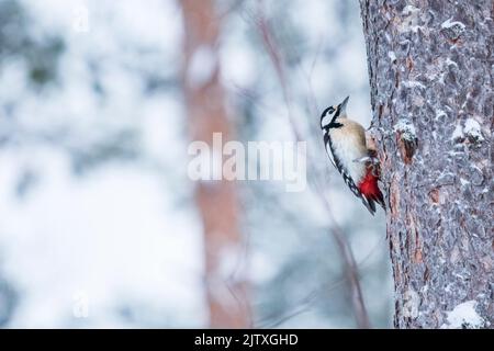 Ein Buntspecht, der auf einem Baum in Kuusamo, Finnland, thront Stockfoto