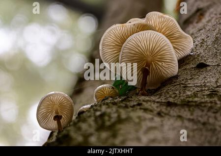 Porselain-Pilz auf Buchenstamm in einem Herbstwald Stockfoto