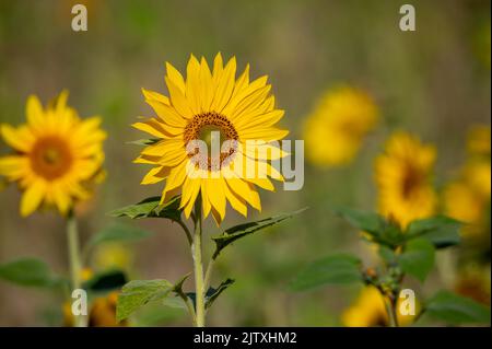 Gewöhnliche Sonnenblumen in der Sonne Stockfoto
