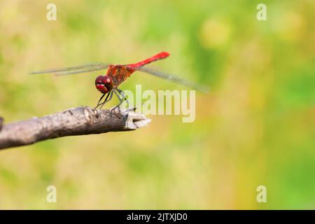 Rote Libelle auf Ast. Makrofotografie mit geringer Schärfentiefe Stockfoto