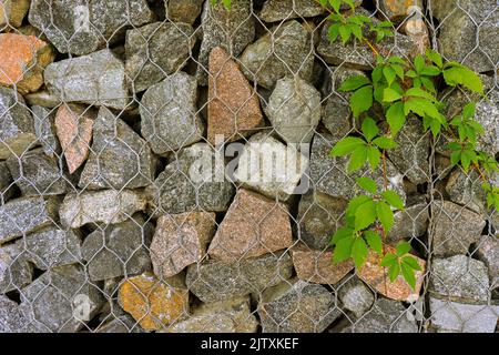 Gabion, Textur, Hintergrund. Wand aus Naturstein mit grünen Blättern und Metallzäunen. Landschaftsgestaltung. Fechten und Terrassierung Stockfoto