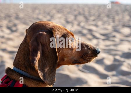 Nahaufnahme Dachshund liegt am Strand. Hund liegt am weißen Sandstrand. Dackel auf dem Meer Urlaub. Ostsee Stockfoto