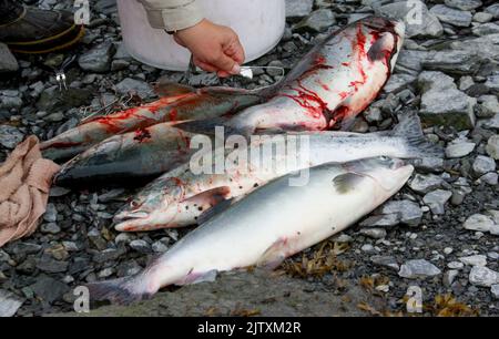 In Valdez, Alaska, fischen Anwohner nach Lachs Stockfoto