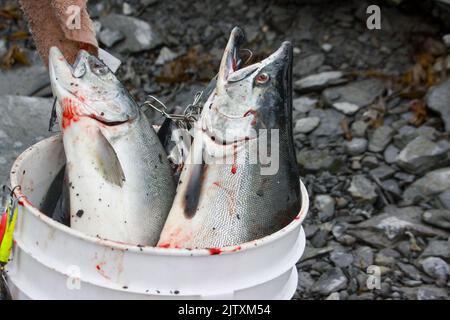 In Valdez, Alaska, fischen Anwohner nach Lachs Stockfoto