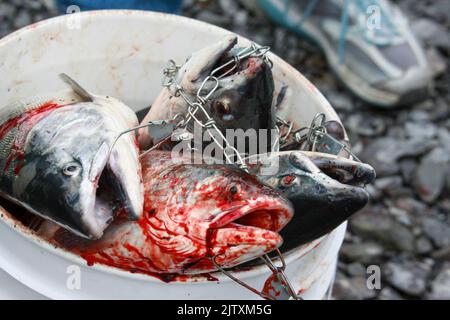 In Valdez, Alaska, fischen Anwohner nach Lachs Stockfoto