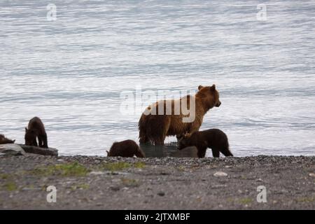 Mutterbär und drei Jungen [Braunbär (Ursus arctos)] fischen in einem See in der Nähe von Valdez, Alaska Stockfoto