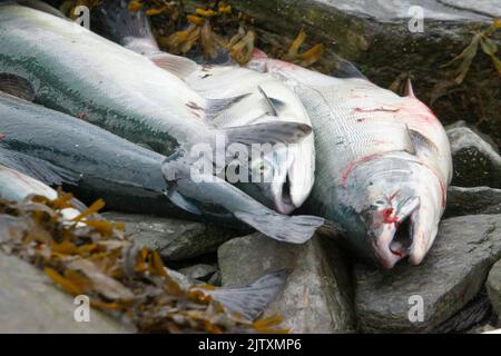 In Valdez, Alaska, fischen Anwohner nach Lachs Stockfoto