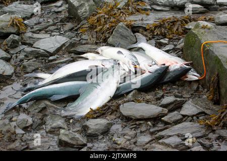 In Valdez, Alaska, fischen Anwohner nach Lachs Stockfoto