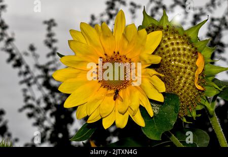 Sonnenblume mit Biene Stockfoto