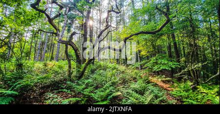 Die Sonne kommt durch die Bäume in den Whirlow Woods, Limb Valley, Sheffield, England Stockfoto