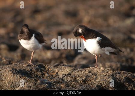 Eurasische Austernfischer Haematopus ostralegus ruht. Maspalomas. San Bartolome de Tirajana. Gran Canaria. Kanarische Inseln. Spanien. Stockfoto