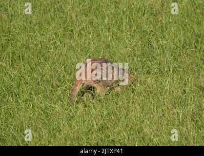 Australische Wildkatze greift den jungen Rothalswallaby Macropus rufogriseus im Obstgarten in Queensland, Australien, an. Der Wallaby gelang die Flucht. Stockfoto