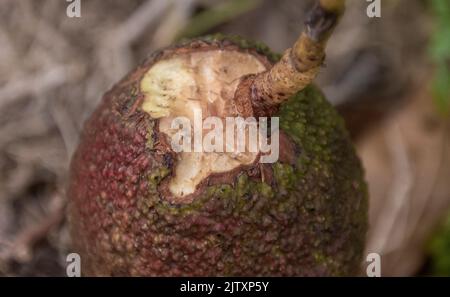 Niedrig hängender, harter, unreifer Hass-Avocado (Persea Americana), der teilweise von Mäusen oder Ratten gegessen wurde. Obstgarten in Queensland, Australien. Stockfoto