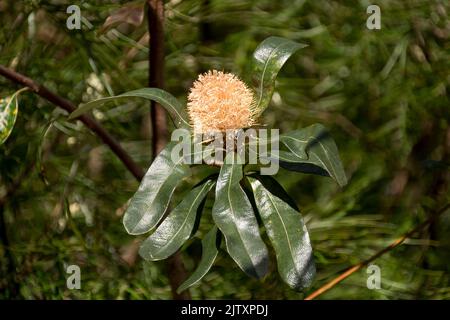 Einzelne hellgelbe Blütenspitze der australischen Küstenbanksia, Banksia integrifolia, ein kleiner Baum in einem Queensland Garten im Winter. Protea-Familie. Stockfoto