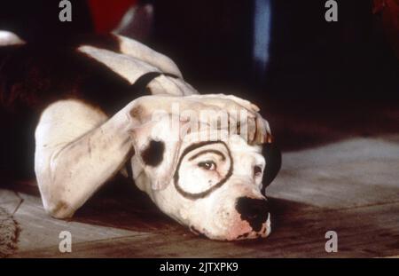 The Little Rascals Jahr : 1994 USA Regie : Penelope Spheeris Petey Stockfoto