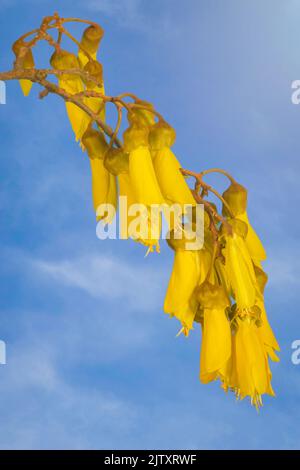 Eine Nahaufnahme der auffallenden gelben Blüten des neuseeländischen Kowhai-Baumes ist vor einem blauen Himmel mit weichen weißen Wolken zu sehen. Stockfoto