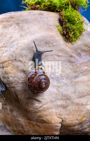 Eine Traubenschnecke kriecht einen großen glatten Stein aus der Nähe auf Stockfoto