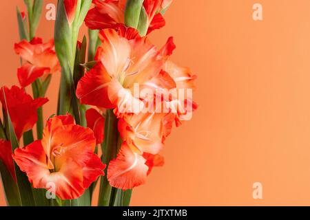 Orange gradient Gladiolus Blumen isoliert auf orangefarbenem Hintergrund mit etwas Platz für Ihr Design. Weihnachtskarte. Stockfoto