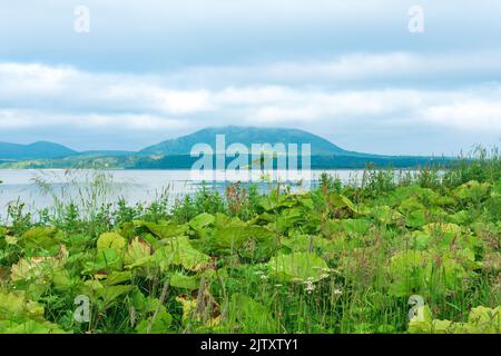 Verschwommener Blick von einem hohen grasbewachsenen Ufer auf einer Meeresbucht mit einem Vulkan auf der Insel Kunashir, Fokus auf die nahe gelegenen Pflanzen Stockfoto