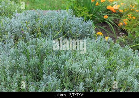 Rosmarin Kraut wachsen im Freien. Rosmarinblätter, сlose nach oben. Natur gesundes Aroma, Kochen. Zutaten für Lebensmittel. Stockfoto