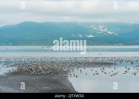 Möwen auf den Untiefen bei Ebbe vor dem Hintergrund einer Meeresbucht mit einem nebligen Vulkan in der Ferne, einer Landschaft in der Nähe der Stadt Yuzhno-Kuril Stockfoto