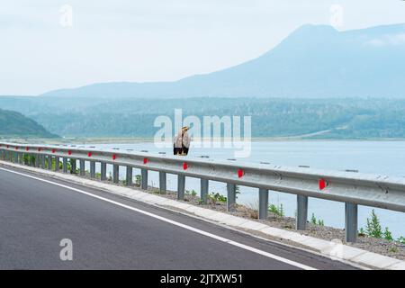 Grauer Seeadler sitzt auf einer Verkehrsbarriere am Rande einer Küstenstraße vor dem Hintergrund einer nebligen Bucht, Kunashir Island Stockfoto