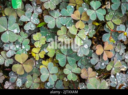 Kleeblatt und Regentropfen mit herzförmigen Blättern Stockfoto